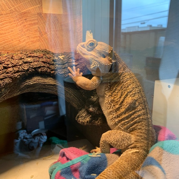 🎈HOST PICK🎈| Fish/Reptile Structure - Picture 5 of 6